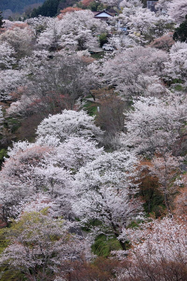 【島根県・鳥取県米子市発】 世界遺産「吉野千本桜」と春彩の万博記念公園・大阪城公園 2日間1
